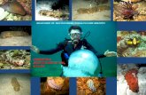 SCIENTIFIC ADVENTURE IN THE OCEAN · SCIENTIFIC ADVENTURE IN THE OCEAN RELEVANCE OF SEA CUCUMBER IN HEALTH CARE INDUSTRY. PRESENTS HEALTH FROM THE WEALTH OF THE SEA FOR ... FROM DIABETES