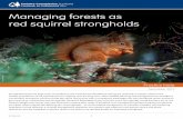 Managing forests as red squirrel strongholdsFILE/fcpn...Urgency of measures Management options for red squirrel conservation need to be decided and implemented as soon as possible