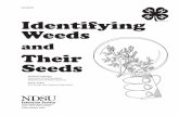 Identifying Weeds - NDSU · 2 † GCA672 Identifying Weeds and Their Seeds Description of Weeds and Their Seeds Used in Crop Judging The correct identification of weed plants or
