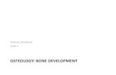 OSTEOLOGY: BONE DEVELOPMENTfaculty.mtsac.edu/mpresch/35_lecture_files_unit_1/3 Anat 35 Bone... · OSTEOLOGY: BONE DEVELOPMENT Human Anatomy Unit 1. In Anatomy Today. General Anatomy