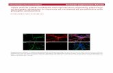 TNFα affects CREB-mediated neuroprotective signaling … ·  · 2017-09-27proteomics experiments with HT22 cells and TNFα stimulation. See Supplementary_Table_4 Supplementary Table