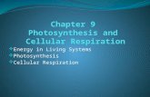 [PPT]Chapter 9 Photosynthesis and Cellular Respiration McCormick/Biology CP 5th... · Web viewPhotosynthesis—is the process by which plants, algae, and some bacteria use sunlight,