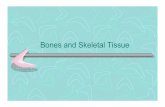 Bones and Skeletal Tissue - KDMassey.org and Physiology/… ·  · 2013-09-17– Pott’s – malleoli of tibia & fibula, skiing accidents • Displacement of talus, ... liver disease,