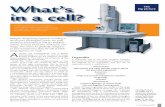 The big picture in a cell? - STEM · electron micrographs) have been taken, ... Organelles A eukaryote cell is one that contains complex structures enclosed in membranes. These structure