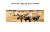 Beginning Wildlife Photography - Bob Armstrong's Wildlife... · PDF fileWildlife Photography Photographing wildlife is perhaps one of the most challenging yet rewarding types of photography.