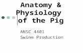 [PPT]Anatomy & Physiology of the Pig · Web viewAnatomy & Physiology of the Pig ANSC 4401 Swine Production Why understand pig A&P? It will open new areas of application of pig biology