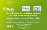Identification of candidate variants for milk protein ... · for milk protein composition using sequence data in ... PhénoFinLait project 8,080 cows Milk protein ... in 2 genes encoding