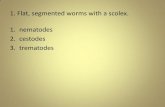 1. Flat, segmented worms with a scolex. 1. nematodes 2 ...faculty.ccbcmd.edu/courses/bio141/labmanua/lab20/Lab_20selfquiz.pdf · 2. cestodes 3. trematodes. 2. The vegetative form