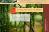 Performance of Planted Native Conifer Treesmaxa.maf.govt.nz/sff/about-projects/search/C08-036/...Technical Handbook Section 10: Native Tree Plantations 10.2 Performance of Planted