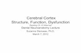 Cerebral Cortex Structure, Function, Dysfunction. Cortex... · Cerebral Cortex Structure, Function, Dysfunction Reading Ch 10 Waxman Dental Neuroanatomy Lecture Suzanne Stensaas,