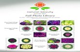 presents their Fall Photo Library - natbeauty.com · Fall Photo Library. Photos courtesy of our seed suppliers. ... Pumpkin Pie Mix ... Phantom Pink Wing. Orchid Rose Beacon XP