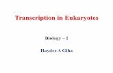 Transcription in Eukaryotes - WordPress.com 05, 2016 · Transcription • Transcription is a DNA-directed synthesis of RNA, which is the first step in gene expression. • Gene expression,