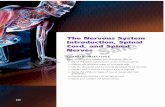 The Nervous System Introduction, Spinal Cord, and Spinal ...delgraphics.delmarlearning.com/rizz0e/pdf/ch10.pdf · 228 CHAPTER 10 The Nervous System Introduction, Spinal Cord, and