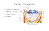 Shape to eyeball Extrinsic muscle attachment Cornea Lecture - Special...The Eye – Fibrous Tunic • Shape to eyeball • Extrinsic muscle attachment • Cornea