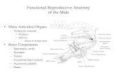 Functional Reproductive Anatomy of the Male - …animalscience.tamu.edu/wp-content/uploads/sites/14/2012/04/Male...Functional Reproductive Anatomy of the Male • Many Individual Organs