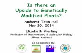 Is there an Upside to Genetically Modified Plants? · Is there an . Upside to Genetically Modified Plants? Amherst Town Hall . Nov 20, 2014 . ... Virus resistant papaya Virus resistant