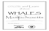 WHALES Massachusetts€¦ · Is it a whale or a fish? Whales and fish may look similar but they are very different! Look at the humpback whale above and the striped bass below to