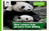 New camera trap pictures from Qinling - of the camera trap images, from left to right: black bear, golden pheasant, ... New camera trap pictures from Qinling Sustainability Climate