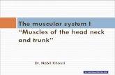 The muscular system I - medicinebau.com€¢ These deep throat muscles form the floor of the oral cavity, anchor the tongue, elevate the hyoid, ... Lateral bending of the back is accomplished