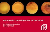Embryonic development of the chick - moaebt.humoaebt.hu/wp-content/...Embrionic-development-of-the-chick-EN.pdf · Embryonic development starts during egg formation: ... Early development.