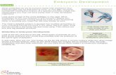 Embryonic Development - Weeblymsmansilla.weebly.com/.../3/...development_reading.pdf · Embryonic Development What similarities do we as humans share with chickens? Your ... Here