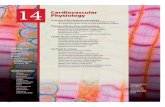 14 asculardioar Cv siologyyPh - Univerzita Karlovapatf-biokyb.lf1.cuni.cz/.../vyuka/human_physiology_-_kapitola_14.pdf · Cardiovascular Physiology 14 is known as a cardiovascular