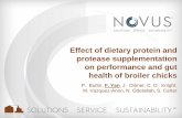 Effect of dietary protein and protease … of dietary protein and protease supplementation on performance and gut health of broiler chicks P. Buttin, F. Yan, J. Dibner, C. D. Knight,