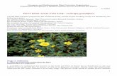 Guideline on Pest Risk Analysis - EPPO Global Database · PEST RISK ANALYSIS FOR : Ludwigia grandiflora. A Draft PRA had been prepared by Mr Guillaume Fried, ... (Dandelot ., 2005a)et