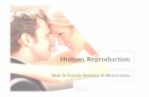Human Reproduction - WSDblog.wsd.net/krkohler/files/2010/09/Human-Reproduction.pdf · Human Reproduction Male & Female Systems & Menstration. ... A few facts: Daily sperm ... the