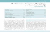 The Placenta: Anatomy, Physiology, and Transfer of Drugs · The Placenta: Anatomy, Physiology, and Transfer of Drugs ... The placenta brings the maternal and fetal ... Chapter 4 The