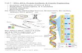 Unit 5 – DNA, RNA, Protein Synthesis, & Genetic …sampson917.pbworks.com/w/file/fetch/94870598/EOC - … ·  · 2018-03-21Unit 5 – DNA, RNA, Protein Synthesis, ... DNA separates,