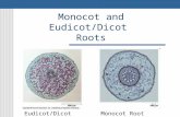 [PPT]Monocot and Eudicot/Dicot Roots - cayugascience - …cayugascience.wikispaces.com/file/view/a+Monocot+and... · Web viewMonocot and Eudicot/Dicot Roots Eudicot/Dicot Root Monocot
