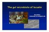 The gut microbiota of locusts - Biopesticidebiopesticide.ucr.edu/assets/Dillon Morocco Locust meeting 2008.pdf · Pathogens Insect Pathogens Gut Bacteria Gut Bacteria. ... to lab