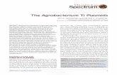 The Agrobacterium Ti Plasmids - University of …aghunt00/PLS620/Reading - Agrobacterium/Ti plasmids...The Agrobacterium Ti Plasmids ... TYPES OF Ti PLASMIDS Agrobacterium species