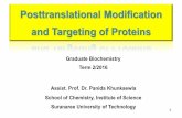 Posttranslational Modification and Targeting of Proteins · 2/1/2017 · Posttranslational Modification and Targeting of ... specific proteins across a membrane from the cytosol into