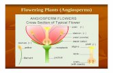 Flowering Plants (Angiosperms) · Flowering Plants (Angiosperms) ... Vascular plants 1. Non seed-producing a. ... Seed-producing a. Gymnosperms/conifers (naked seeds in cones): ...