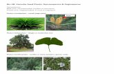 Bio 4B: Vascular Seed Plants: Gymnosperms & Angiosperms · ANGIOSPERMS – FLOWERING PLANTS 4 WHORLS Calyx (collection of sepals) Outermost whorl Corolla (collection of petals) Stamen