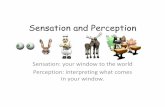 Sensation: your window to the world Perception ...aaconnelly.weebly.com/uploads/2/2/1/3/22138464/sensation.pdfPerception: interpreting what comes in your window. ... Opponent-Process