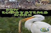 Science Content Editor - smcps.org · How Ecosystems Work ... Science Content Editor: ... Together, they keep the system in balance. Pond life begins with energy from the