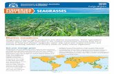 FISHERIES SeagraSSeS FACT SHEET - fish.wa.gov.au · form extensive seagrass ‘beds’ or ‘meadows’. The roots and rhizomes ... sea cucumbers and sea urchins, which in turn are