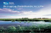 Bringing Reedbeds to Life - The RSPB · Bringing Reedbeds to Life: ... booklet aims to present an up-to-date summary of the ... from appropriate public and statutory bodies in