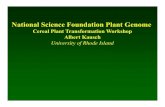 National Science Foundation Plant Genome Science Foundation Plant Genome ... •This somaclonal variation is associated with extensive periods in tissue culture (callus ... phosphinothricin