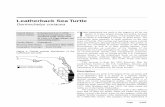 Leatherback Sea Turtle · The leatherback sea turtle is the largest of all the sea ... (Pritchard 1971). The crawl of the nesting leatherback is very deep and broad, with symmetrical