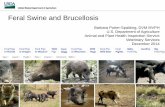 Feral Swine and Brucellosis - North Carolina Department of ...€¦ · Feral Swine and Brucellosis Barbara Porter-Spalding, DVM MVPH U.S. Department of Agriculture Animal and Plant