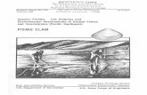 PlSMQ CLAM - USGS National Wetlands Research Center · Figure 1. Pismo clam. PISMO CLAM Scientific name ..... Tivela stultorum (Mawe 1823) Preferred common name ... Pismo clam (Figure