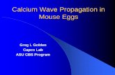 Calcium Wave Propagation in Mouse Eggscbs/projects/2006_presentation_golden... · Calcium Wave Propagation in Mouse Eggs Greg L Golden Capco Lab ASU CBS Program. ... – Artificial