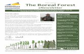 The Boreal Forest - University of Alaska Fairbanks · The Boreal Forest eNewsletter. From the editor: ... “Seasoned” wood is 20 percent light- ... is possible to have several