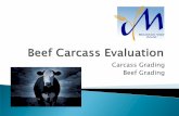 Carcass Grading Beef Grading - Mountain View Co-op Carcass.pdfThe primary objective of carcass grading is to describe the value of a carcass in clearly defined terms useful to the