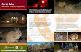 Barna Mia Nocturnal Wildlife Experience - Explore Parks WA · Barna Mia Nocturnal Wildlife Experience Bilby The bilby ... Guide spotlighting native animals. Take a nocturnal tour