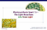 Photosynthesis (part 1) – The Light Reactions Life from Light · AP Biology! Photosynthesis (part 1) – The Light Reactions Life from Light Originally prepared by Kim B. Foglia